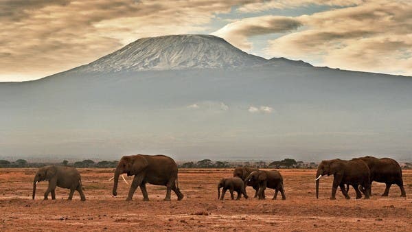 البوكس نيوز – الجفاف يودي بمئات الأفيال والحمير الوحشية في كينيا
